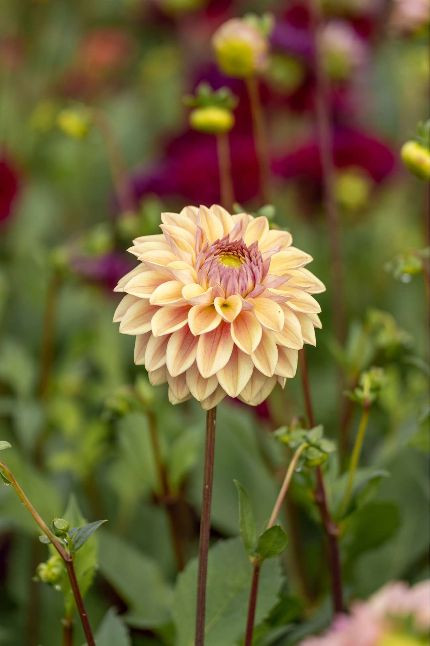 Dahlie 'Dusty Beauty'